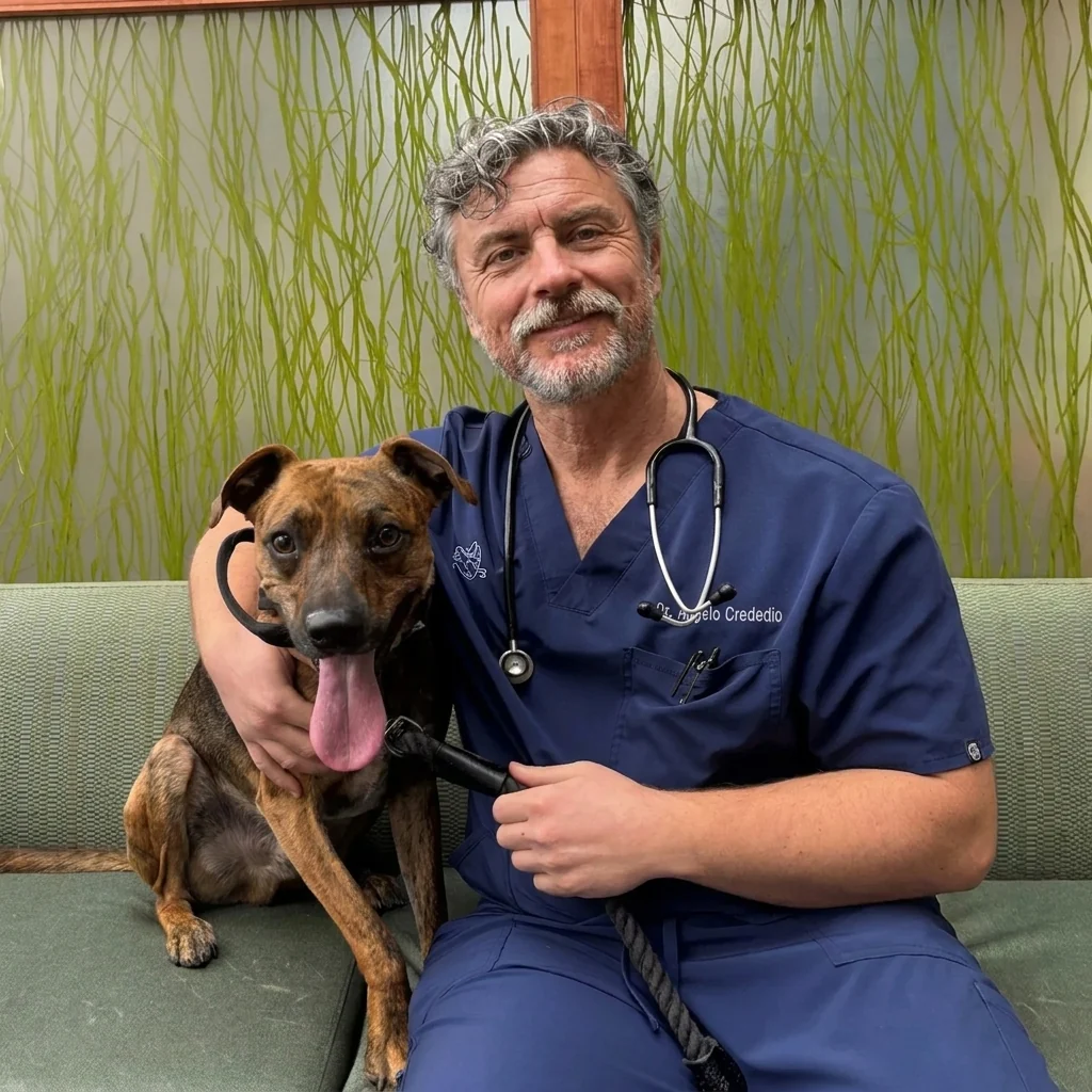 What Veterinarians Say